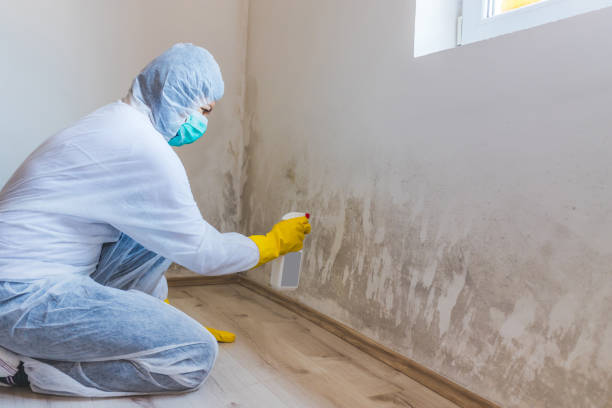 Licensed Black Mold Remediation service in Highlands, TX - Car Mold Remediation