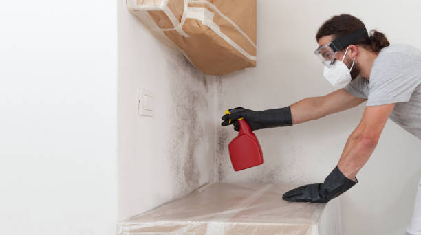 Professional Black Mold Remediation technician working in Highlands, TX