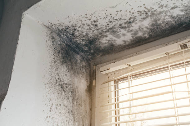 Affordable Black Mold Remediation solutions in Highlands, TX